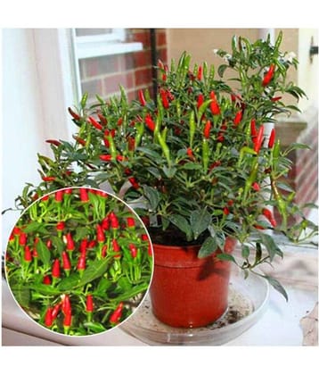 Dwarf Thai Sun Hot Pepper Capsicum Annuum Ornamental Chili 20 Seeds