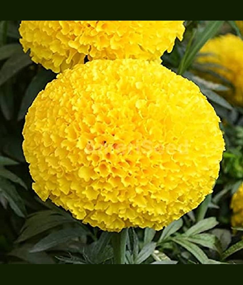MARIGOLD AFRICAN HY YELLOW FLOWER SEEDS (30SEEDS)