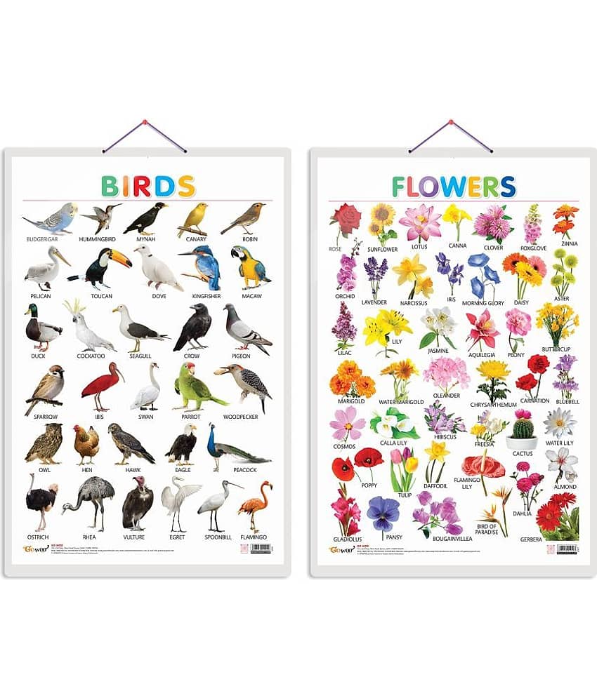 Set of 2 Birds and Flowers Early Learning Educational Charts for Kids | 20"X30" inch |Non-Tearable and Waterproof | Double Sided Laminated | Perfect for Homeschooling, Kindergarten and Nursery Students