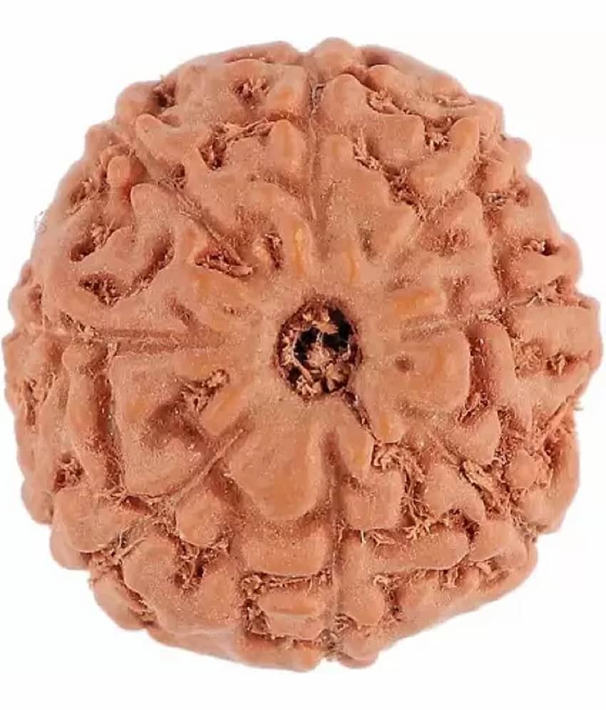 NIVARAN - 8 Mukhi Bead ( Pack of 1 )