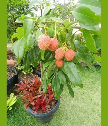 Cloud Farm Outdoor Fruit Plant ( Pack of 1 )