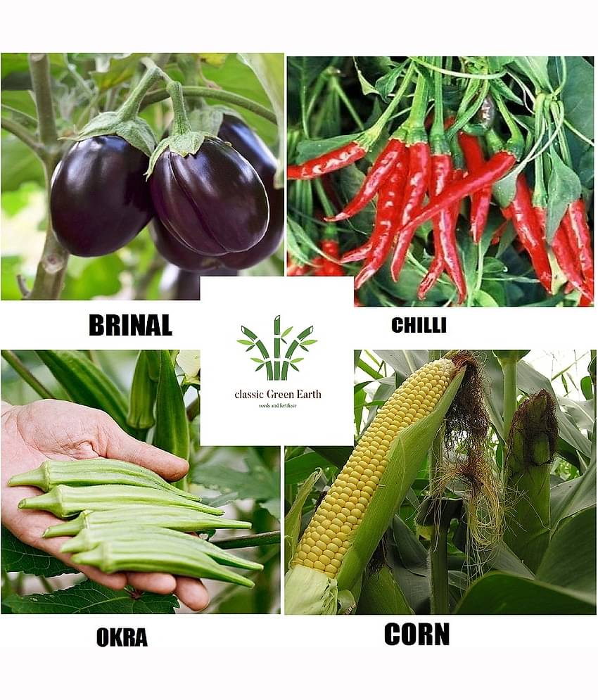 CLASSIC GREEN EARTH - Vegetable Seeds ( combo 4 brinjal chilli okra corn 50seeds )