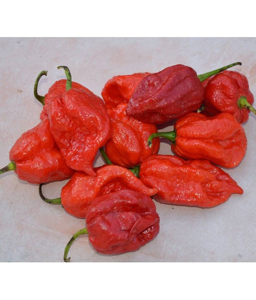 Hot Red Chilli Plant Seeds- 100 Seeds Per Pack