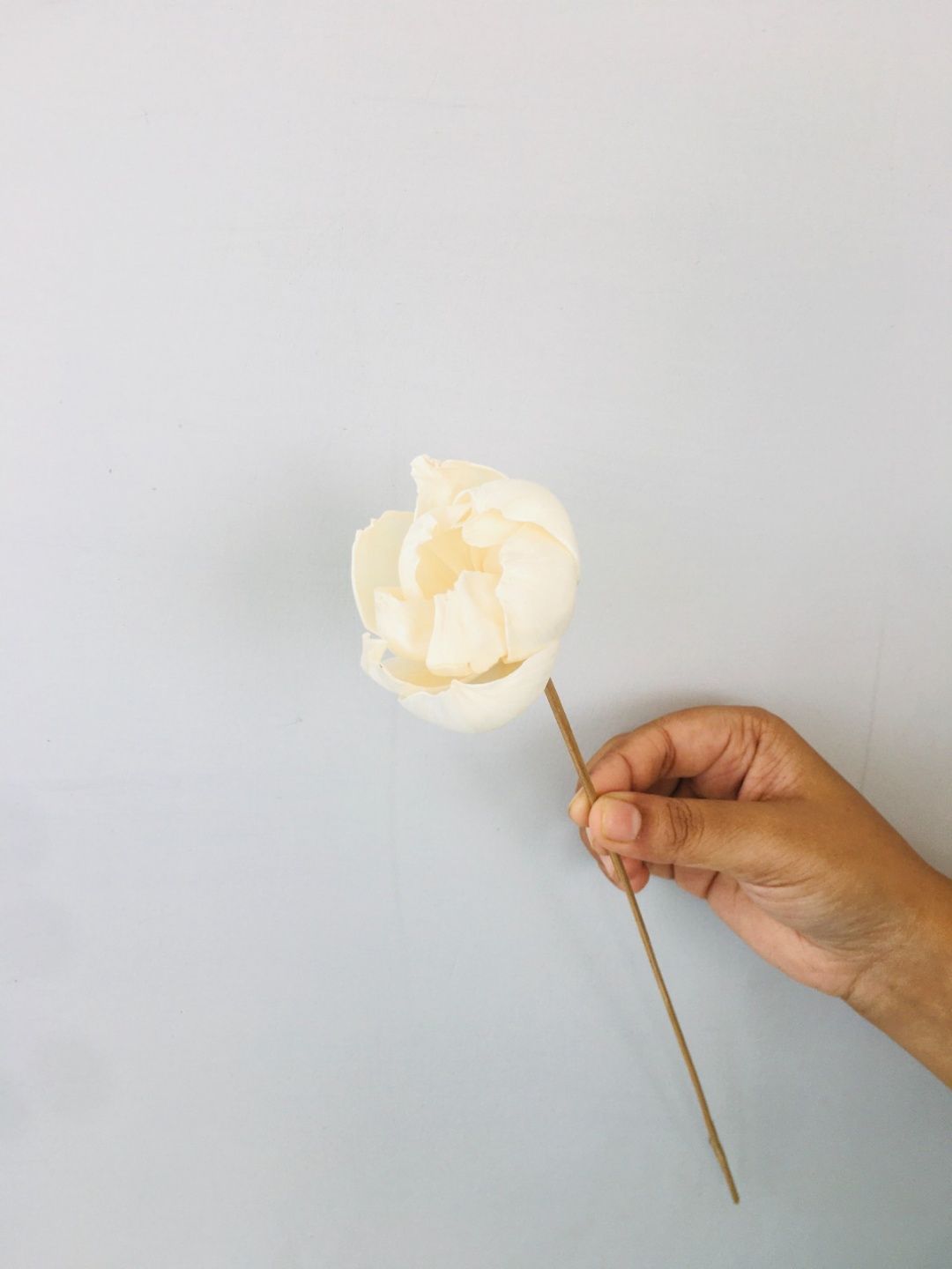 Tree peony Sola Flower (5pcs)