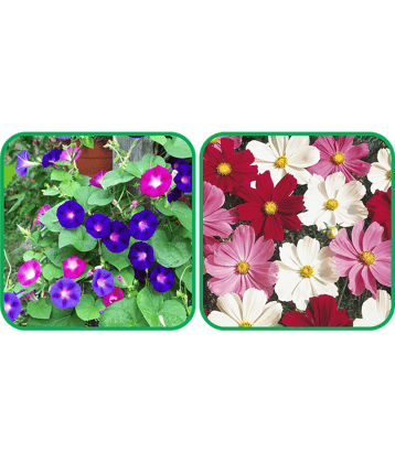 Aero Seeds Cosmos Mix Color (50 Seeds) And Morning Glory Mix Color (50 Seeds) Flower Seeds Pack