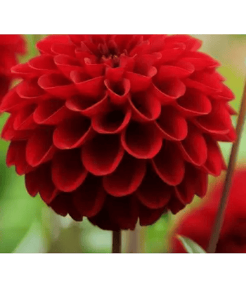 CLASSIC GREEN EARTH - Marigold Flower ( 30 Seeds )