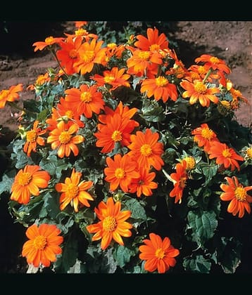 Tithonia Mix Color Flower (Mexican Sunflower)30 Seeds with coco peat and growing soil