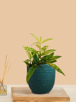 Bamboo Gold Dust Plant (Small) in Eco Pot Bamboo Gold Dust Plant (Small) in Eco Pot