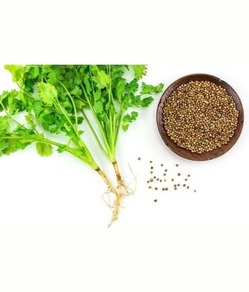 Coriander (Dhaniya) Best Quality Seeds - Pack of 200 Premium Seeds