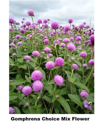 Gomphrena (Mixed Color) Flower Seeds (Pack of 20 Seeds)