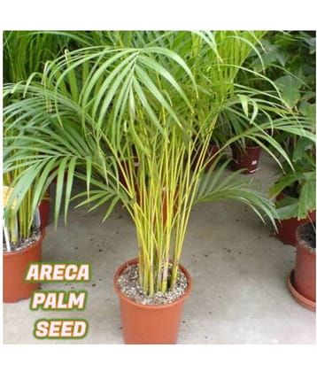 Areca Palm Indoor & Outdoor House Plants( Pack of 5 Seeds) for Home Garden, Balcony, Apartment Terrace