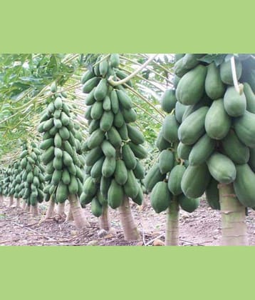 Garden Care Papaya Seeds - Dwarf Variety Huge Production Hybrid Seed-5 Pack of 50 Seeds Each