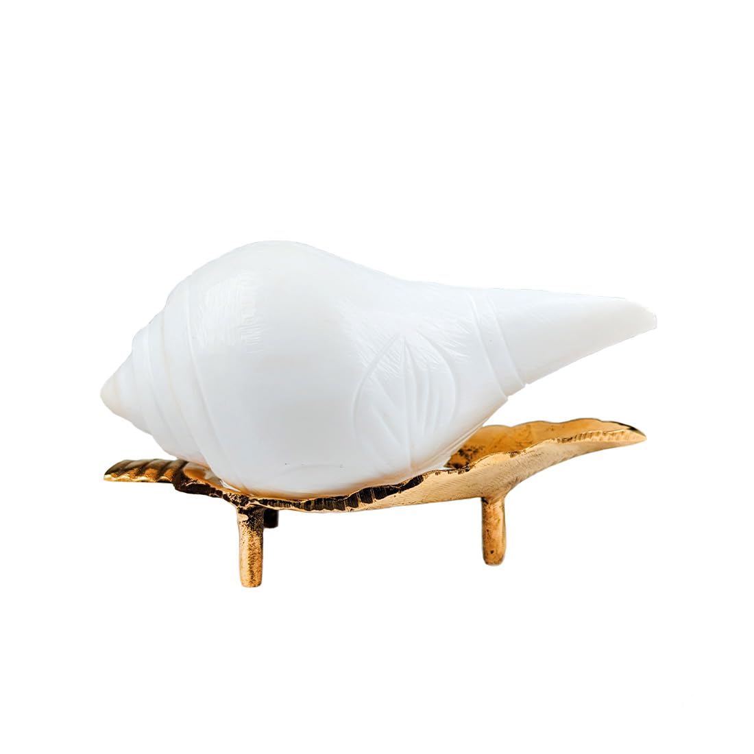 MAYAPURI Authentic Jal Shankh (Pani Shankha) with Brass Stand for Pooja Abhishekam