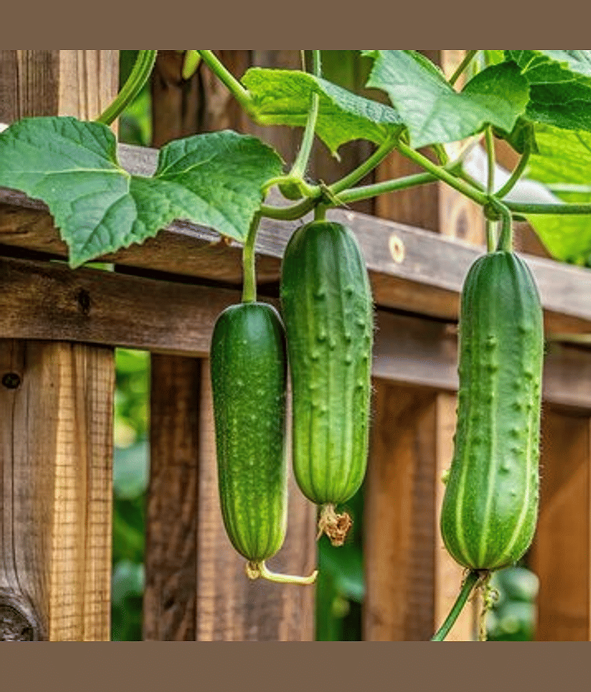 Jignisha Seeds Green Cucumber Vegetable ( 50 Seeds )