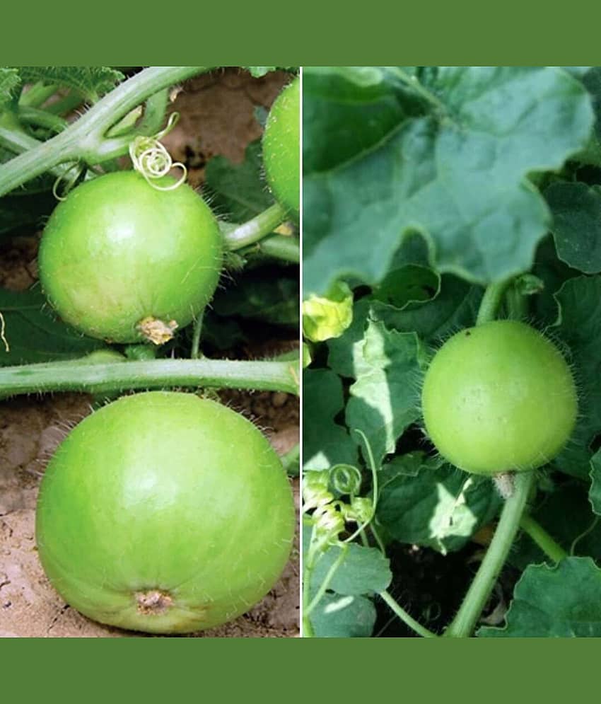LiveNature Tinda/Round Gourd Seeds | Summer Vegetable Plant Seeds | Best For Home Garden & Terrace – Pack of 100 Seeds