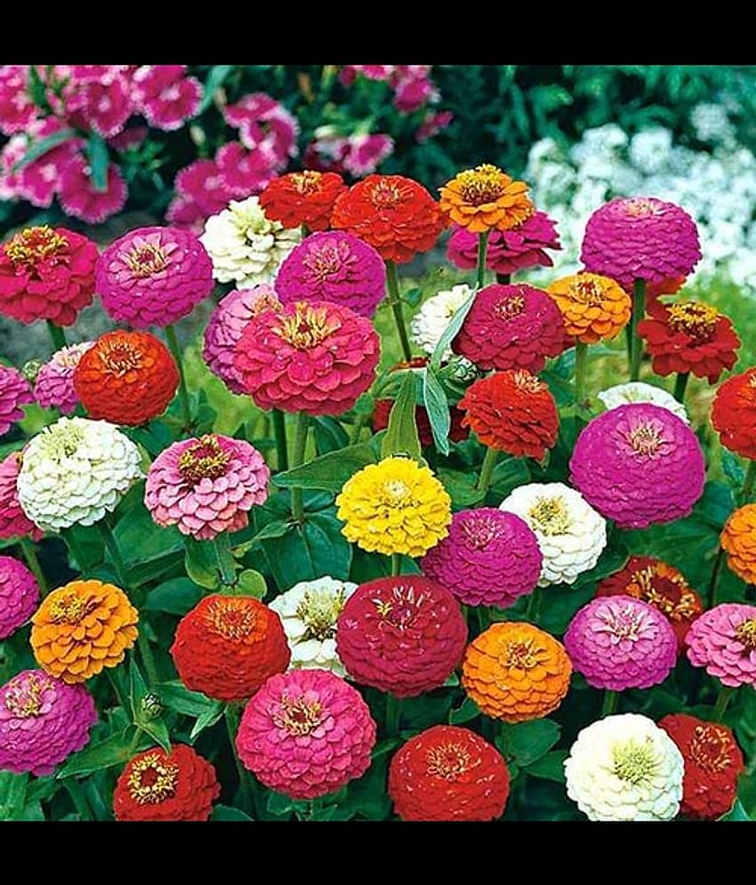 Infintegreen Zinnia Flower ( 100 Seeds )